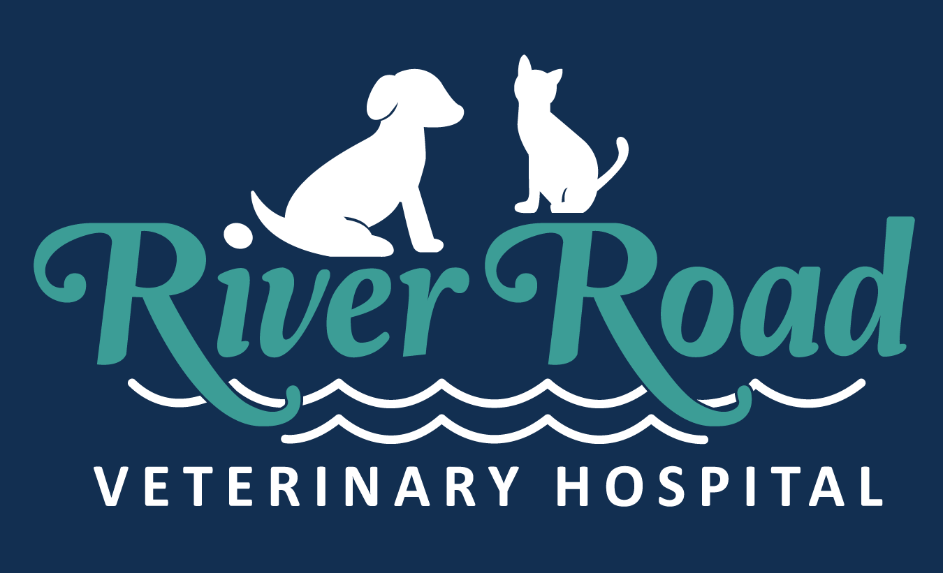 Best Veterinary Hospital in Orrington, ME | River Road