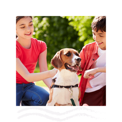 Best Veterinary Hospital in Orrington, ME | River Road